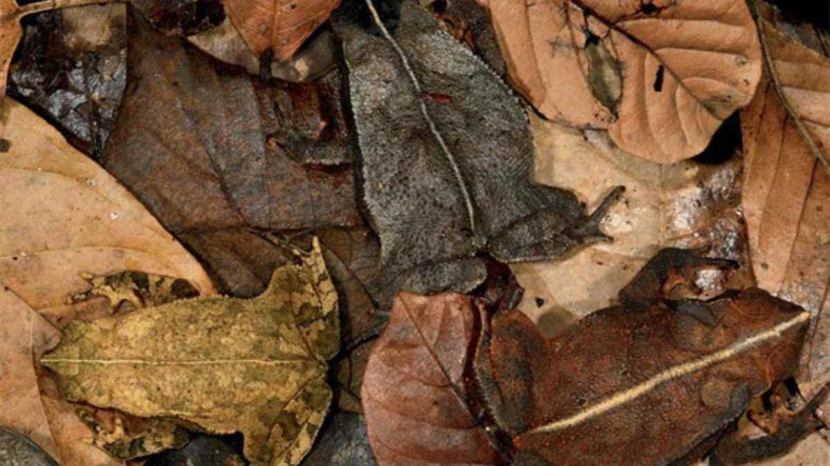 Optical Illusion: You have a high IQ if you can spot the three hidden toads in 7 seconds